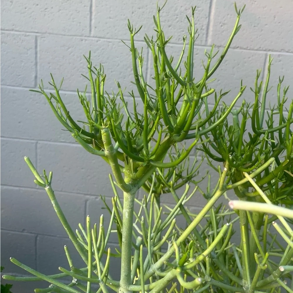 Vibrant Green Pencil Cactus Plant
